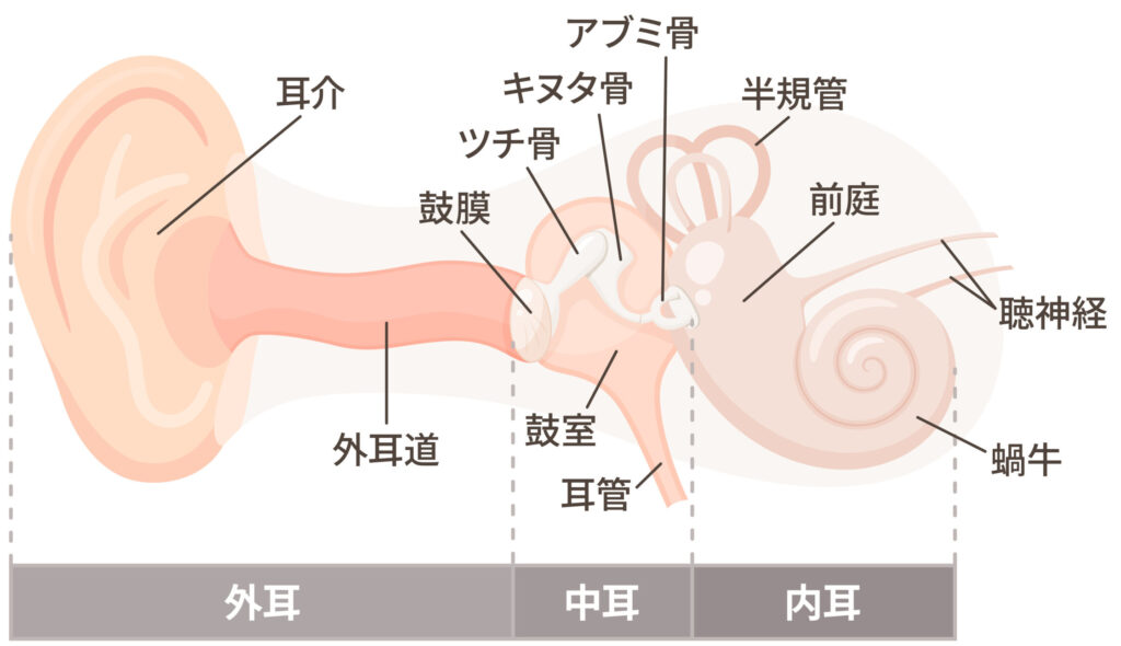 内耳